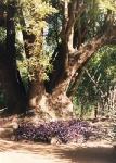 Jardn Botnico