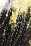 Jardn Botnico